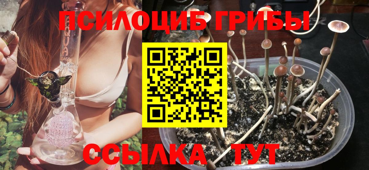 как найти наркотики  Вход с VPN  Волхов  Галлюциногенные грибы мухоморы 